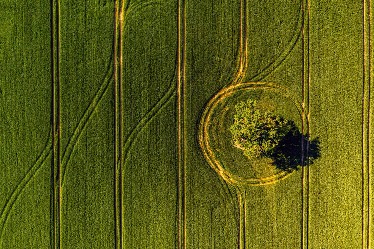 Aerial view of a green field with a single tree