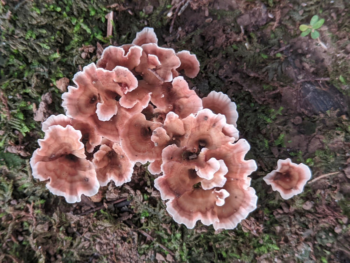 Champignons poussant sur l'écorce